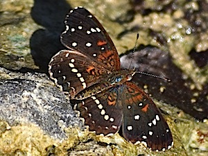 Texan Crescent - Anthanassa texana - Berry Springs Park and Preserve